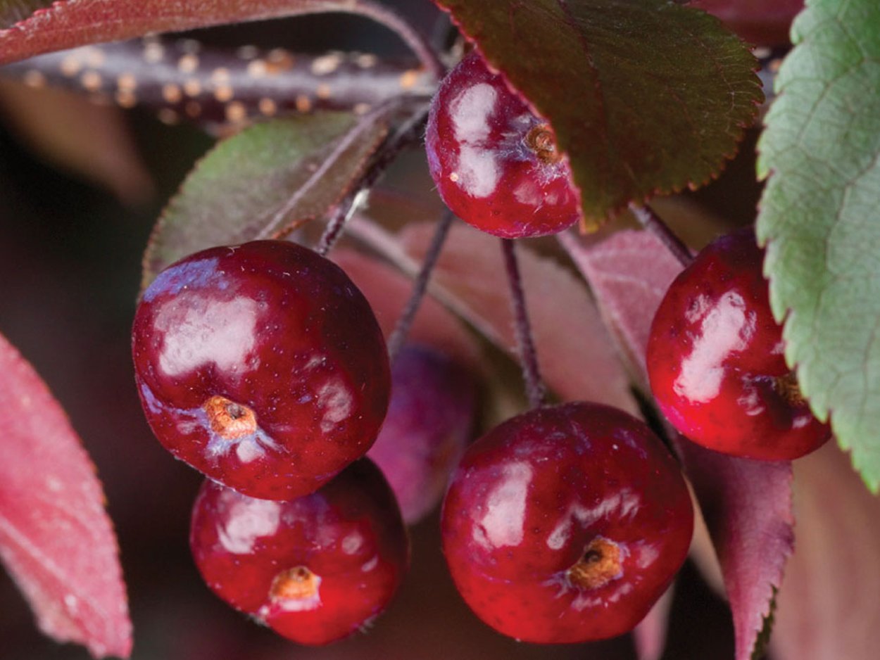 Клен остролистный Фассенс Блэк