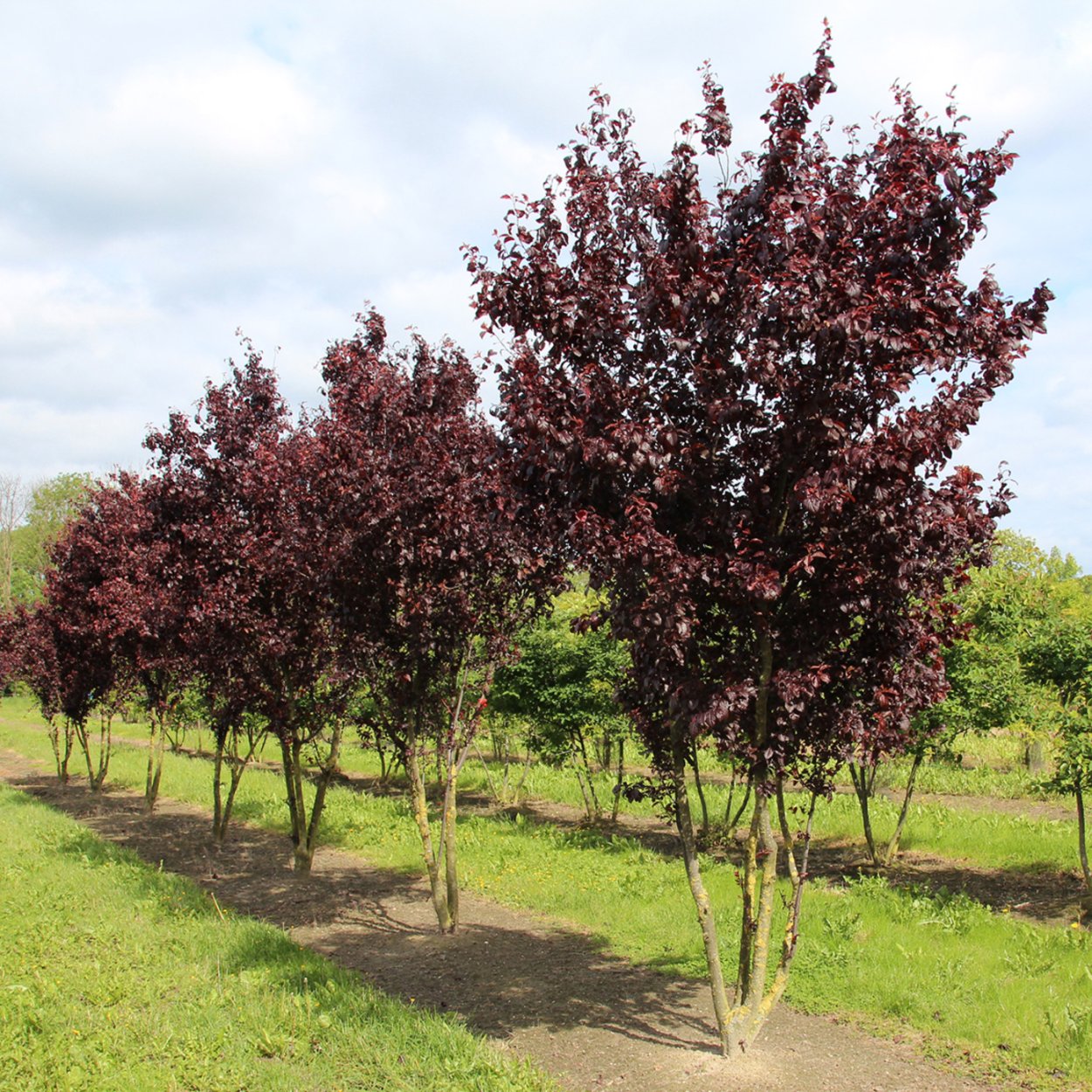 Яблоня гибридная 'Rudolph'