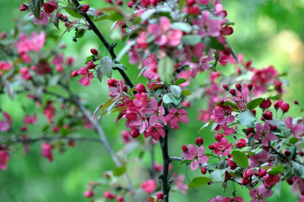 Яблоня Недзвецкого плоды