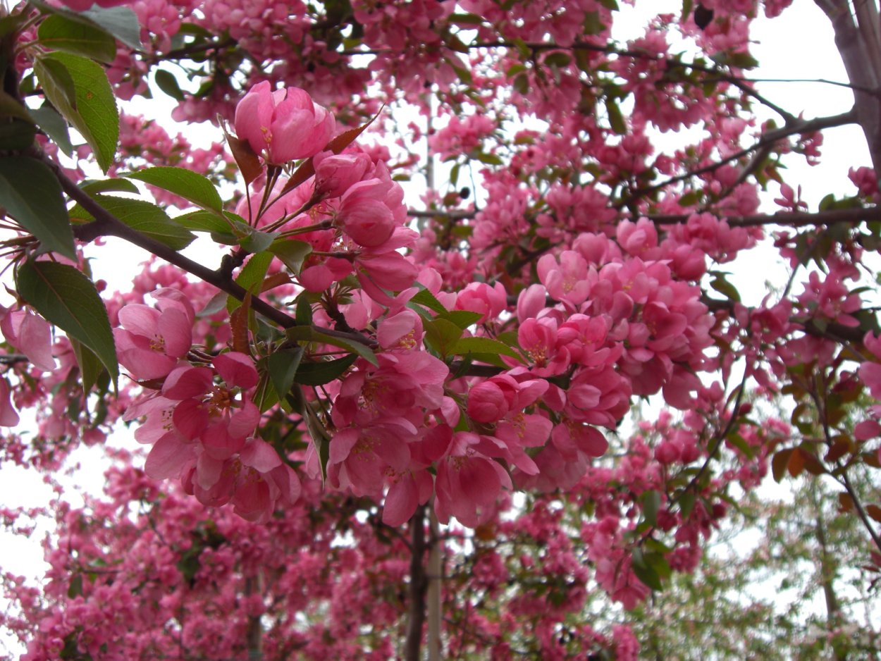 Яблоня декоративная бренди Мэджик