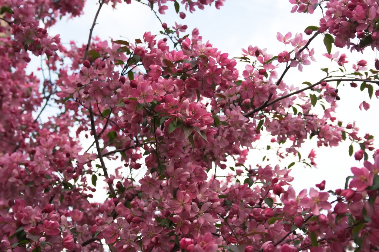 Яблоня "роялти" - Malus "Royalty"