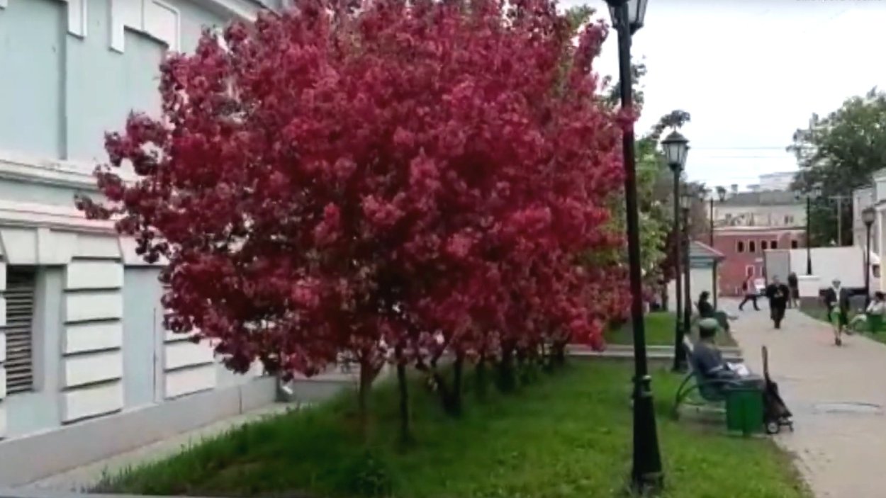 Яблоня Хелена Недзвецкого