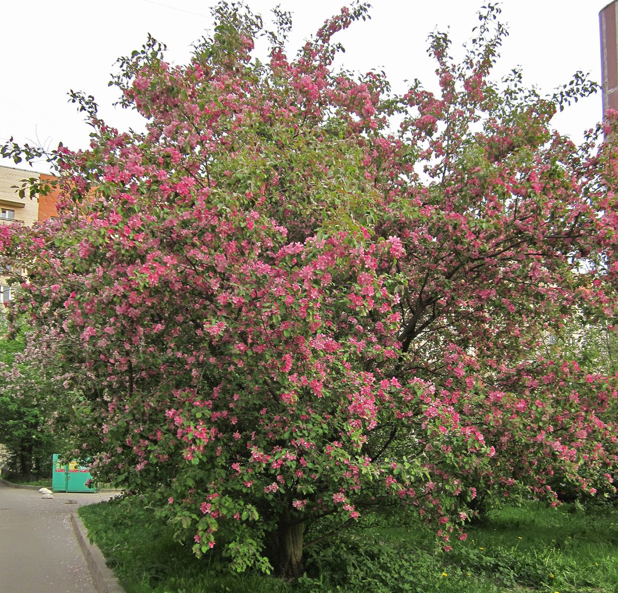 Яблоня декоративная Coccinella