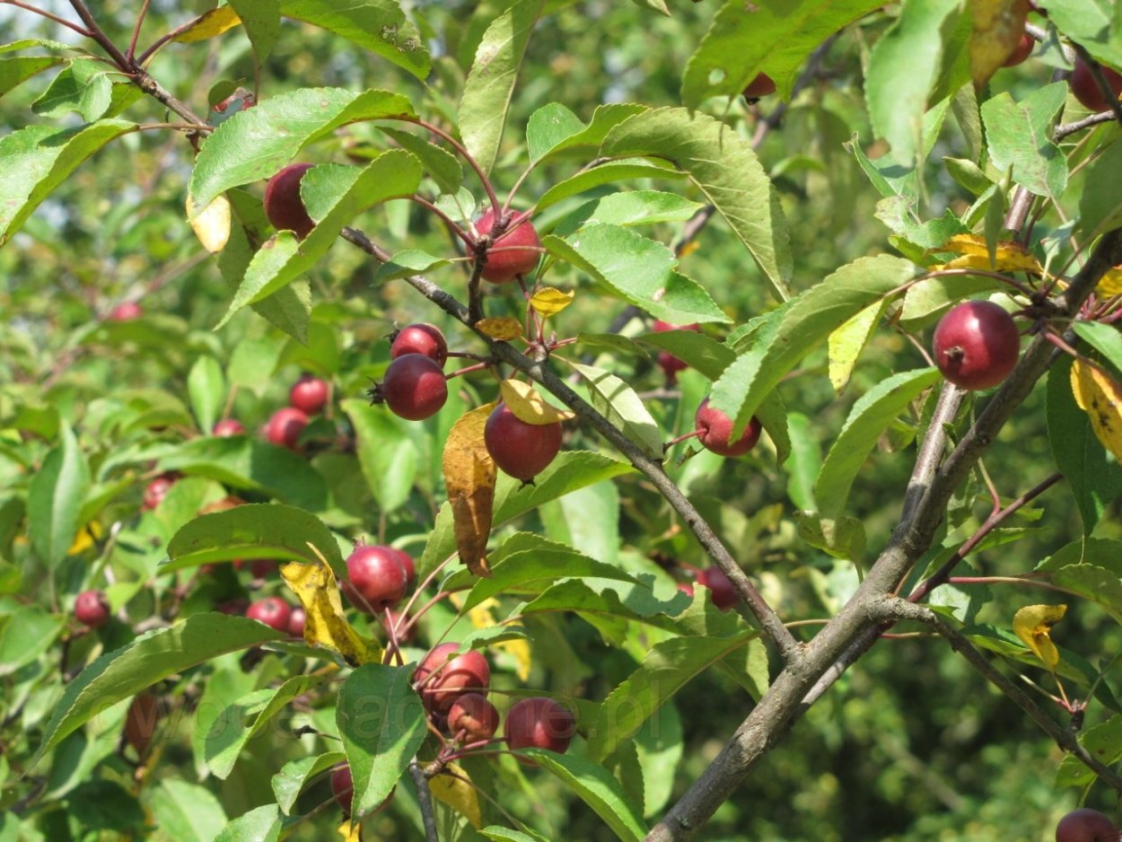 Яблоня Макамик