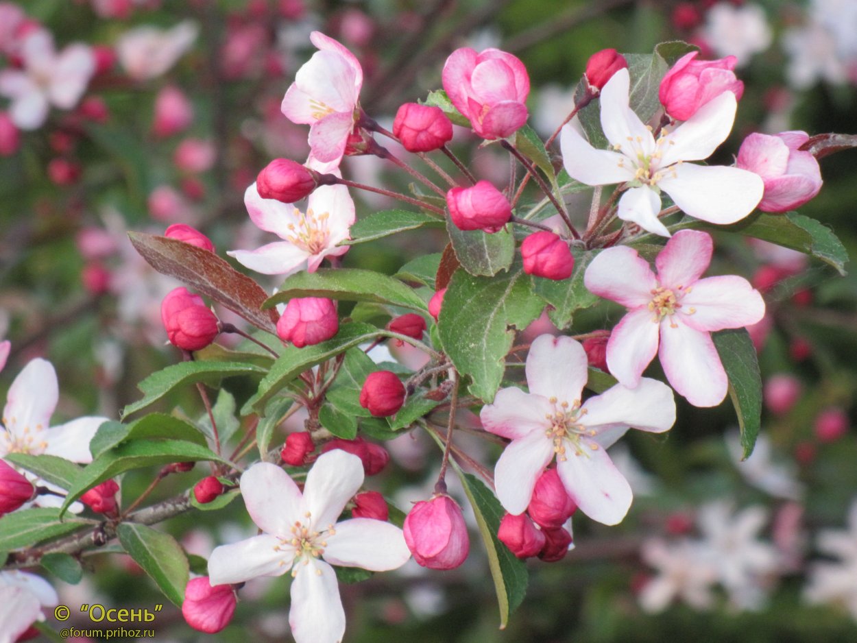 Яблоня Хелена декоративная краснолистная