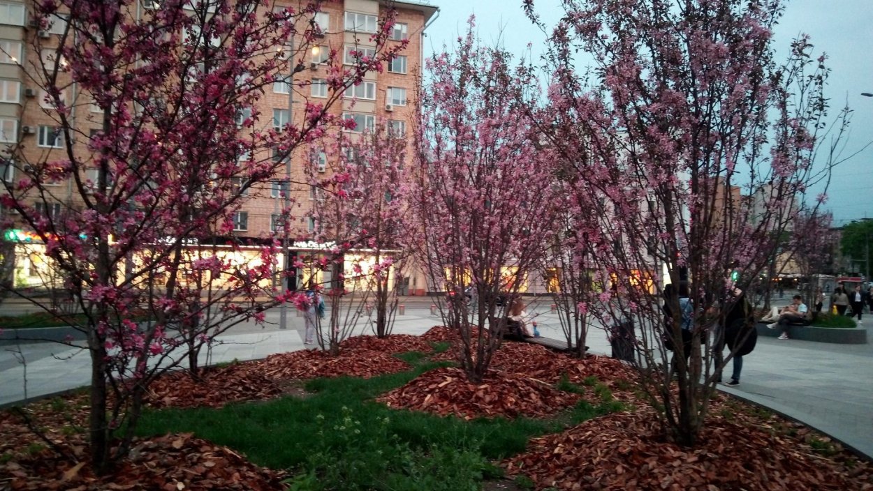 Вишня мелкопильчатая ред