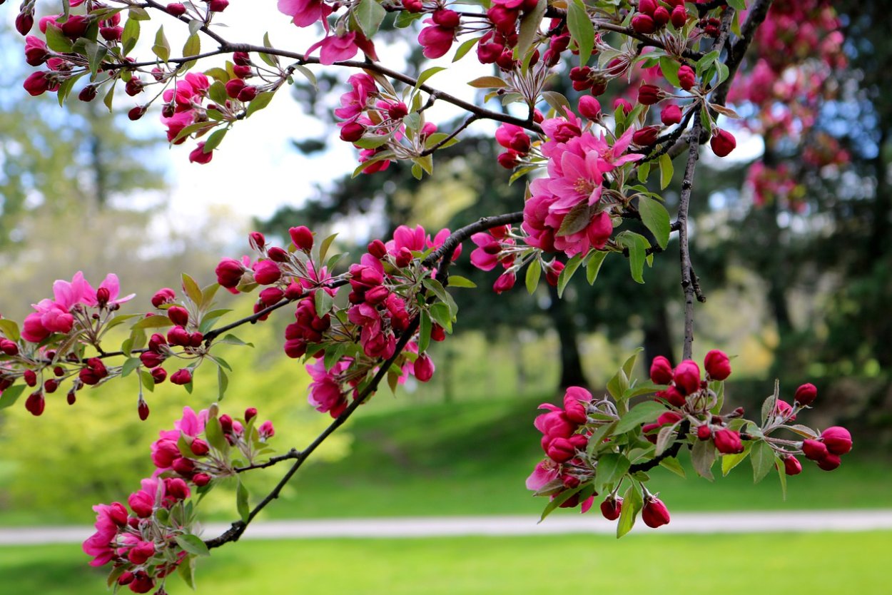 Аллея цветущих каштанов
