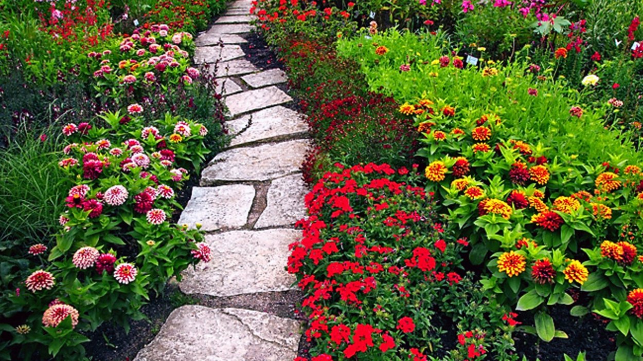 Циния в рабатке