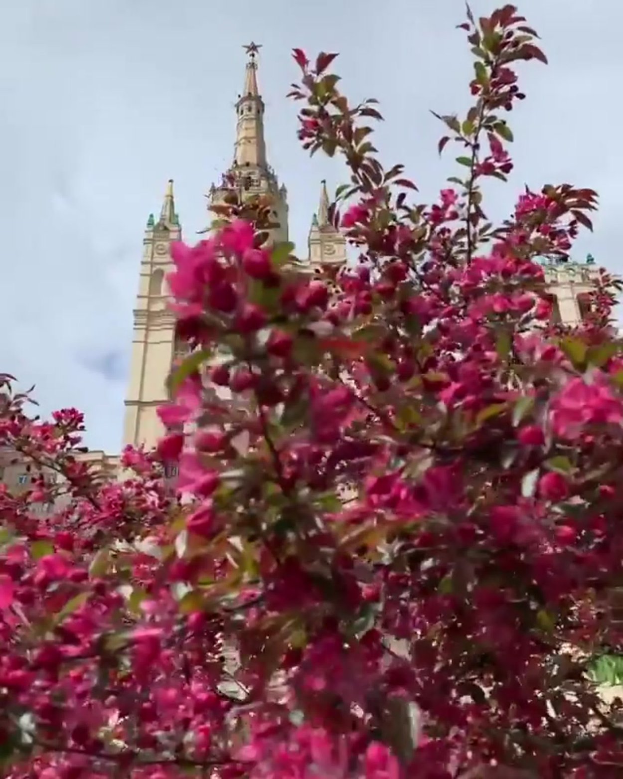 Яблоня Недзвецкого Royalty