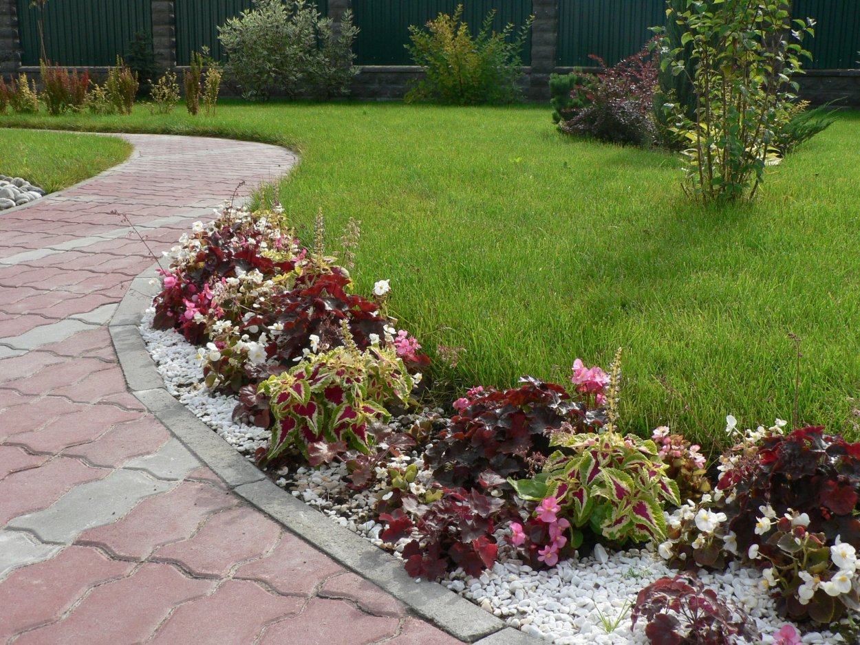 Колеус бордюрный