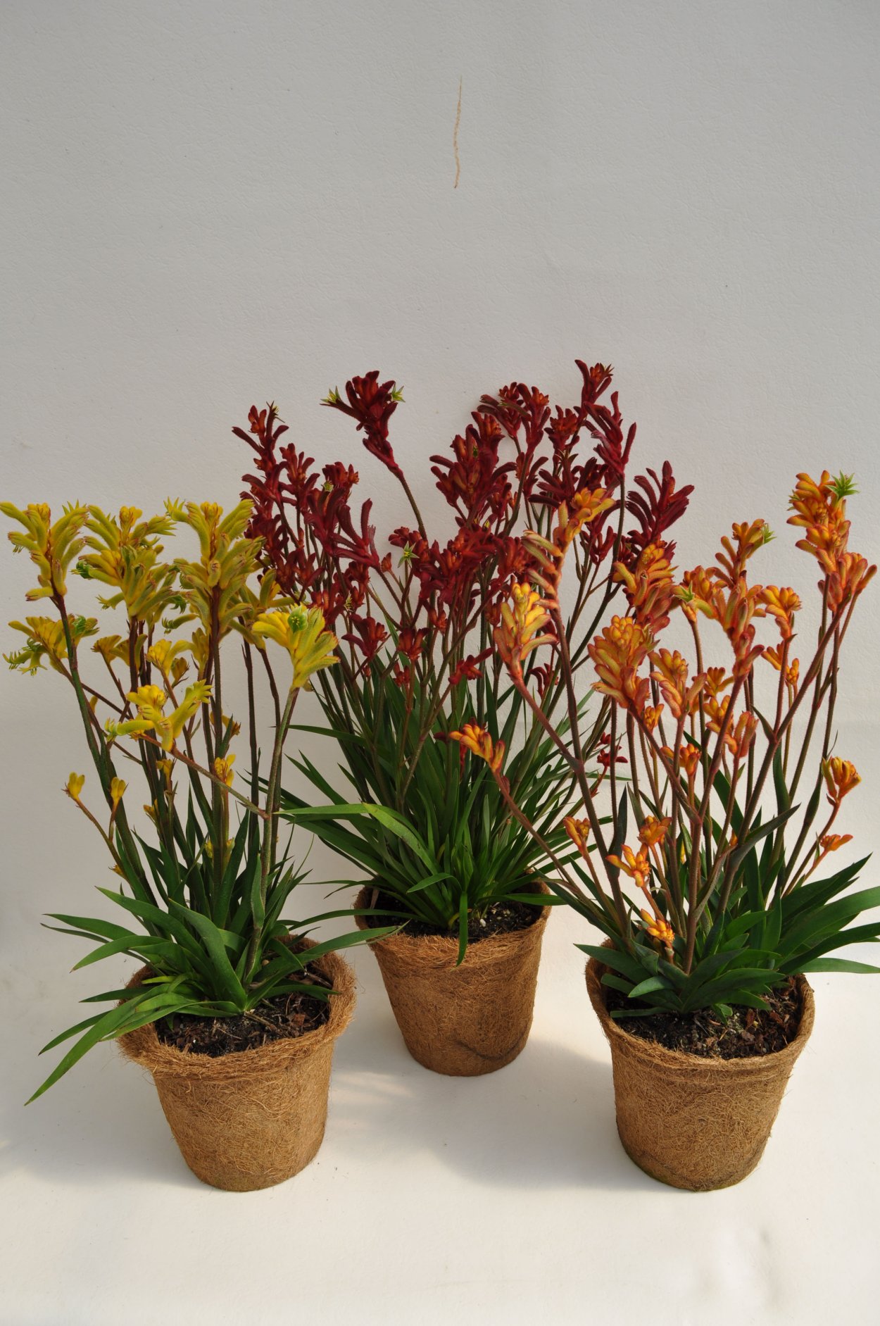 Анигозантос приземистый