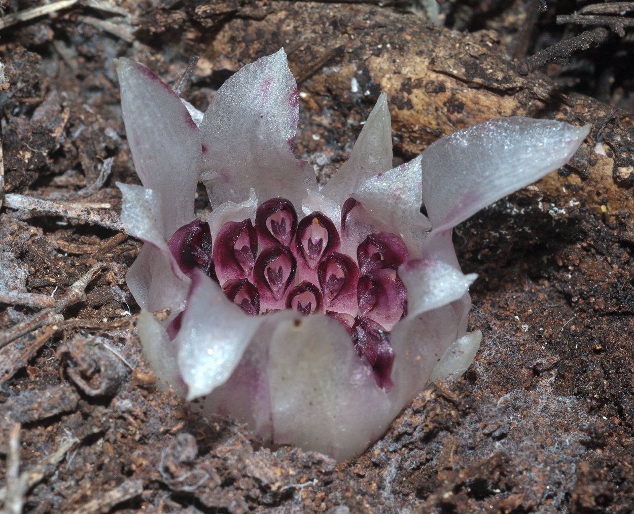 Ризантелла Гарднера