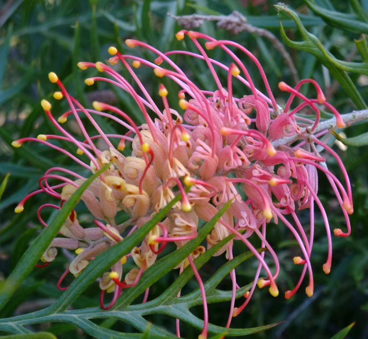 Eucalyptus rhodantha дома