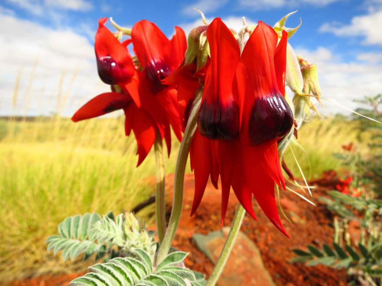 Птеростилис растение Австралия