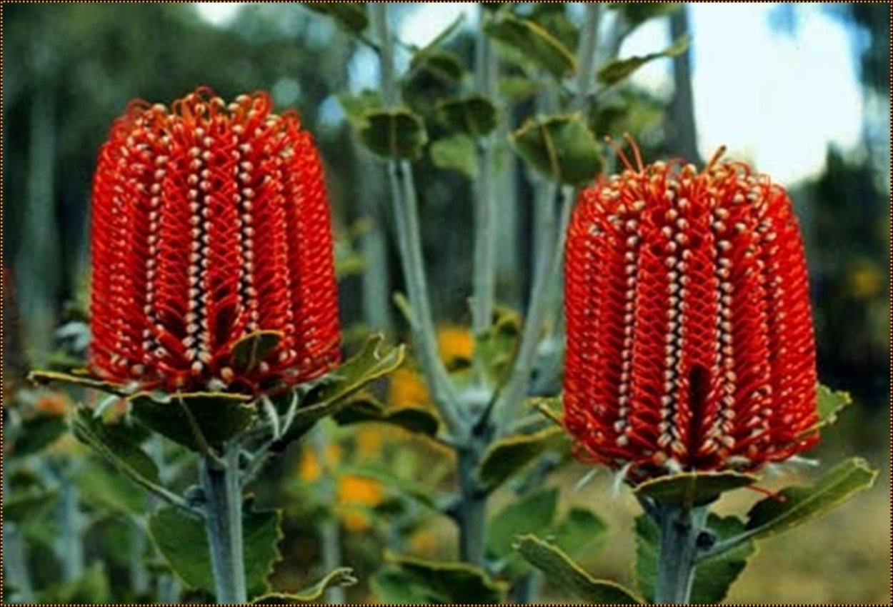 Леукоспермум go Tango