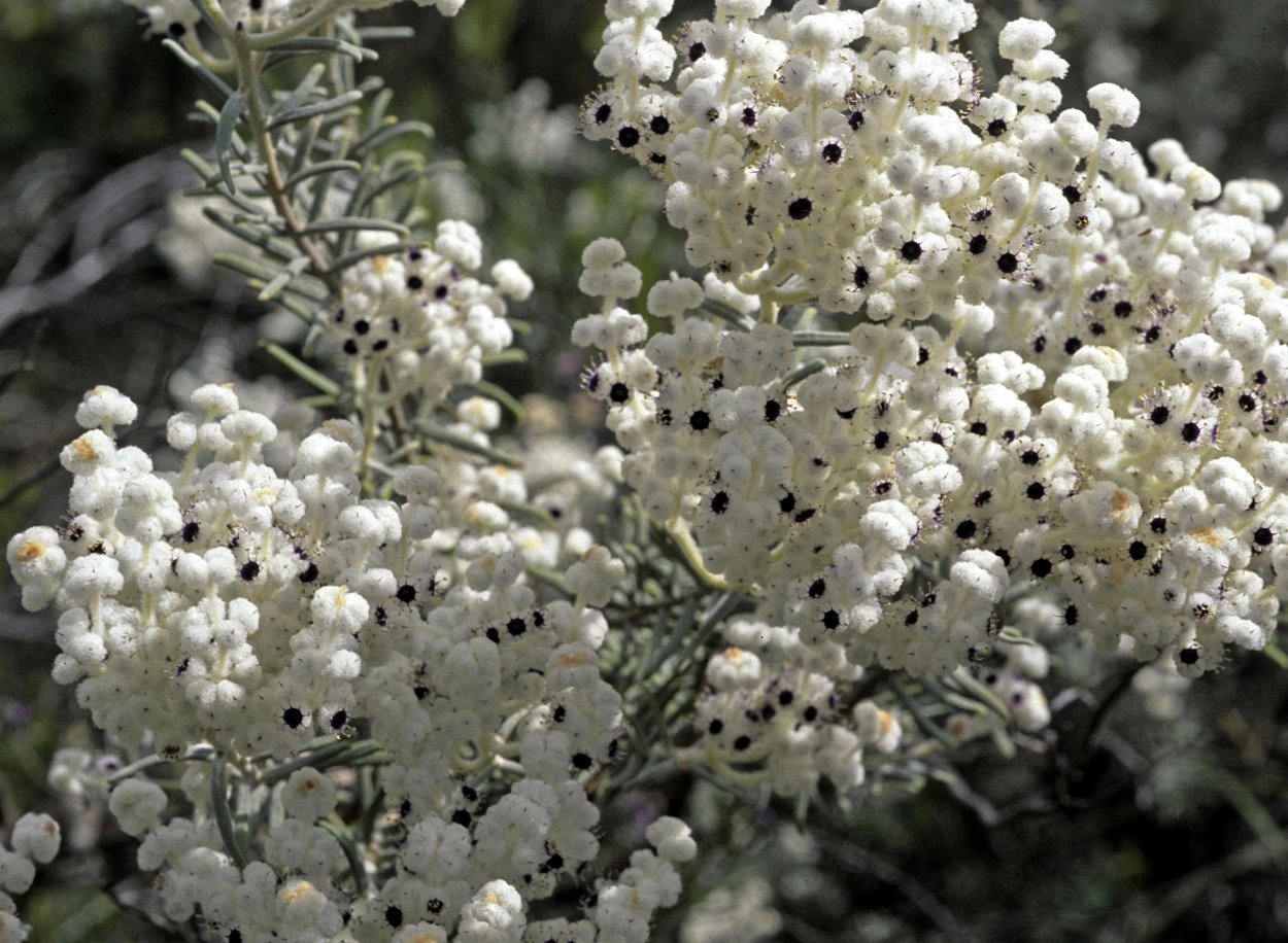 Лахностахис коровяколистный Австралия