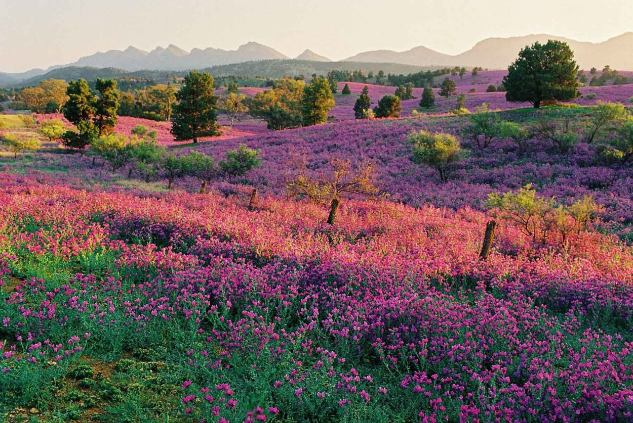 Флора Тасмании