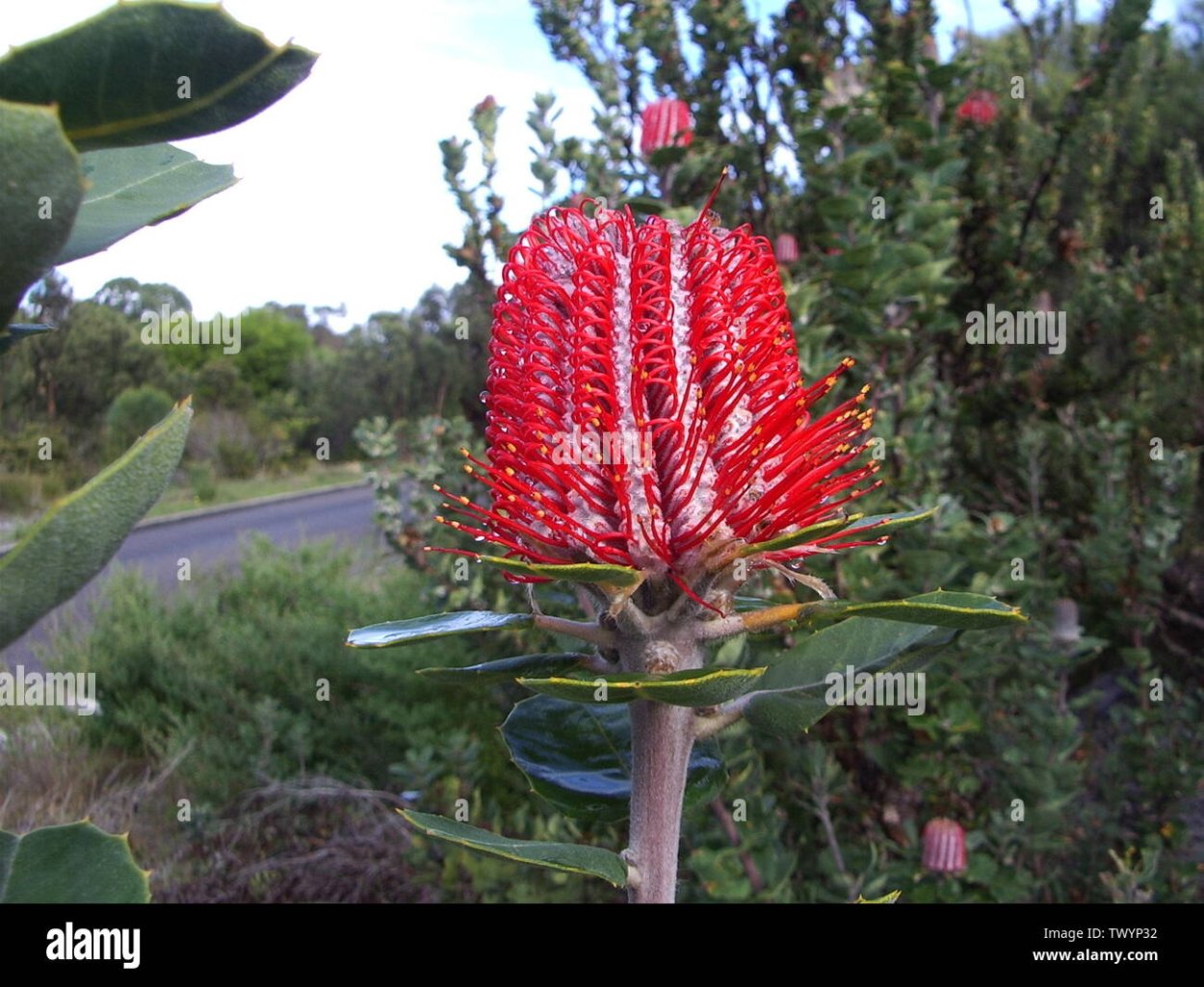 Банксия (Banksia) coccinea