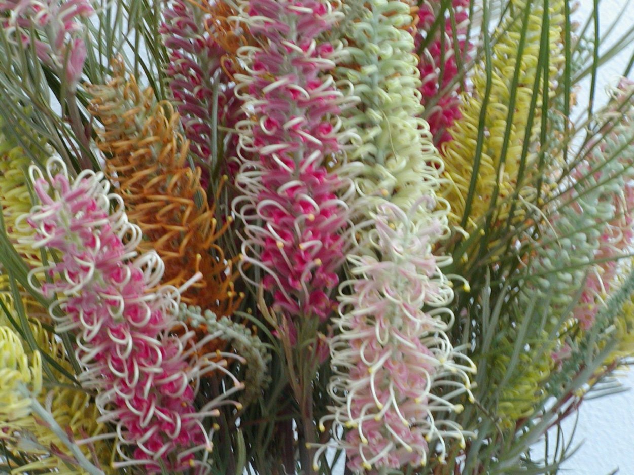 Восковые цветы уличные