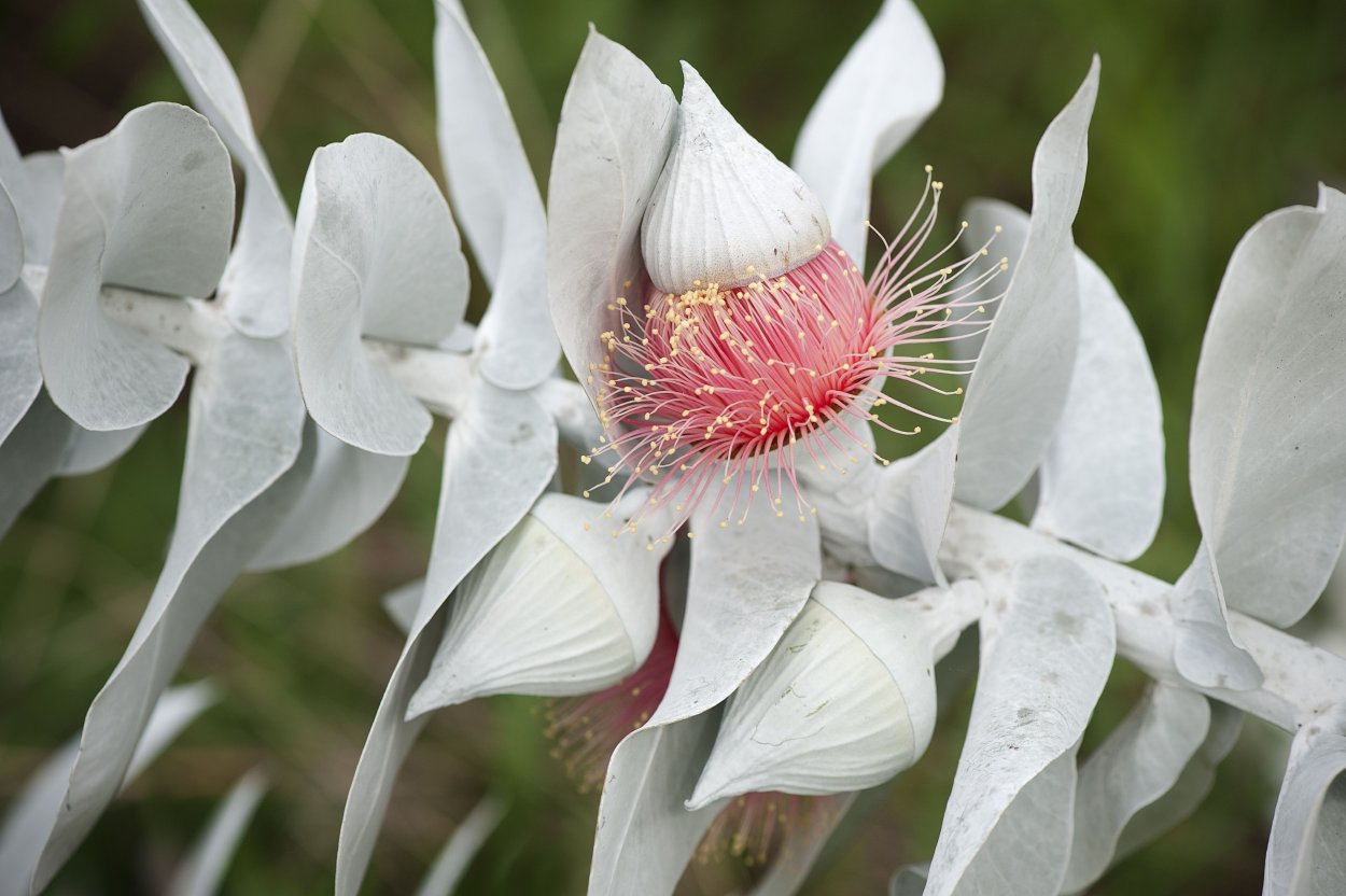 Белый австралийский цветок