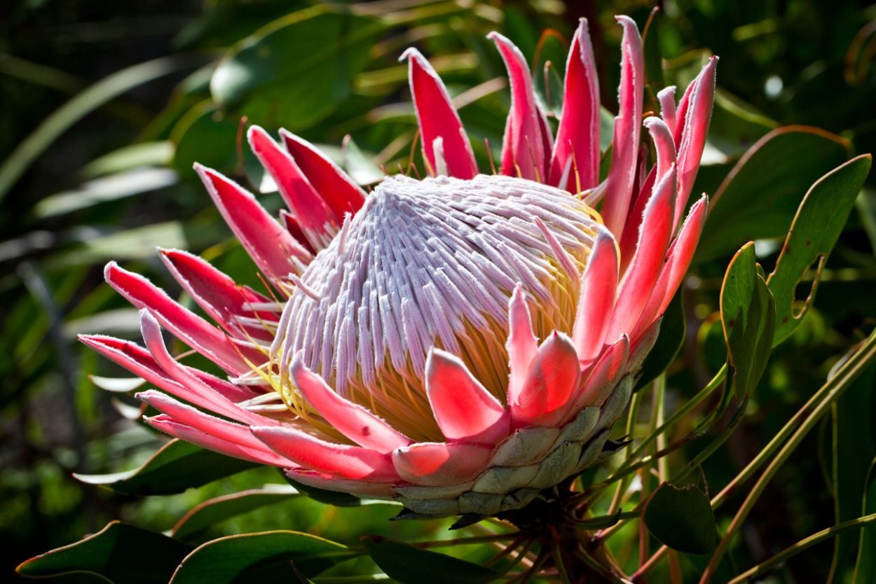 Экзотические цветы пустыни