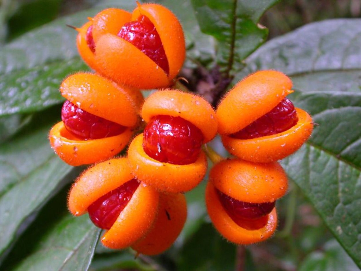 Австралийский цветок дисиния