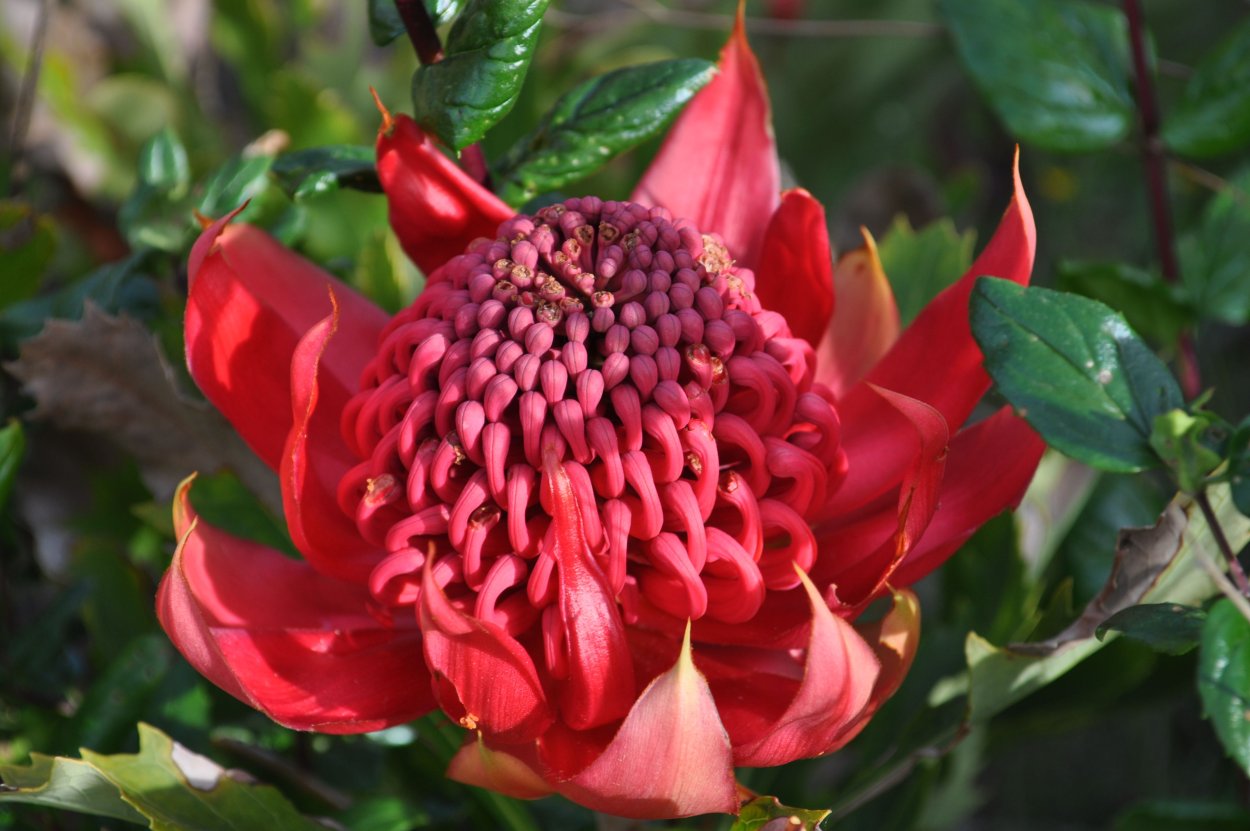 Телопея прекрасная