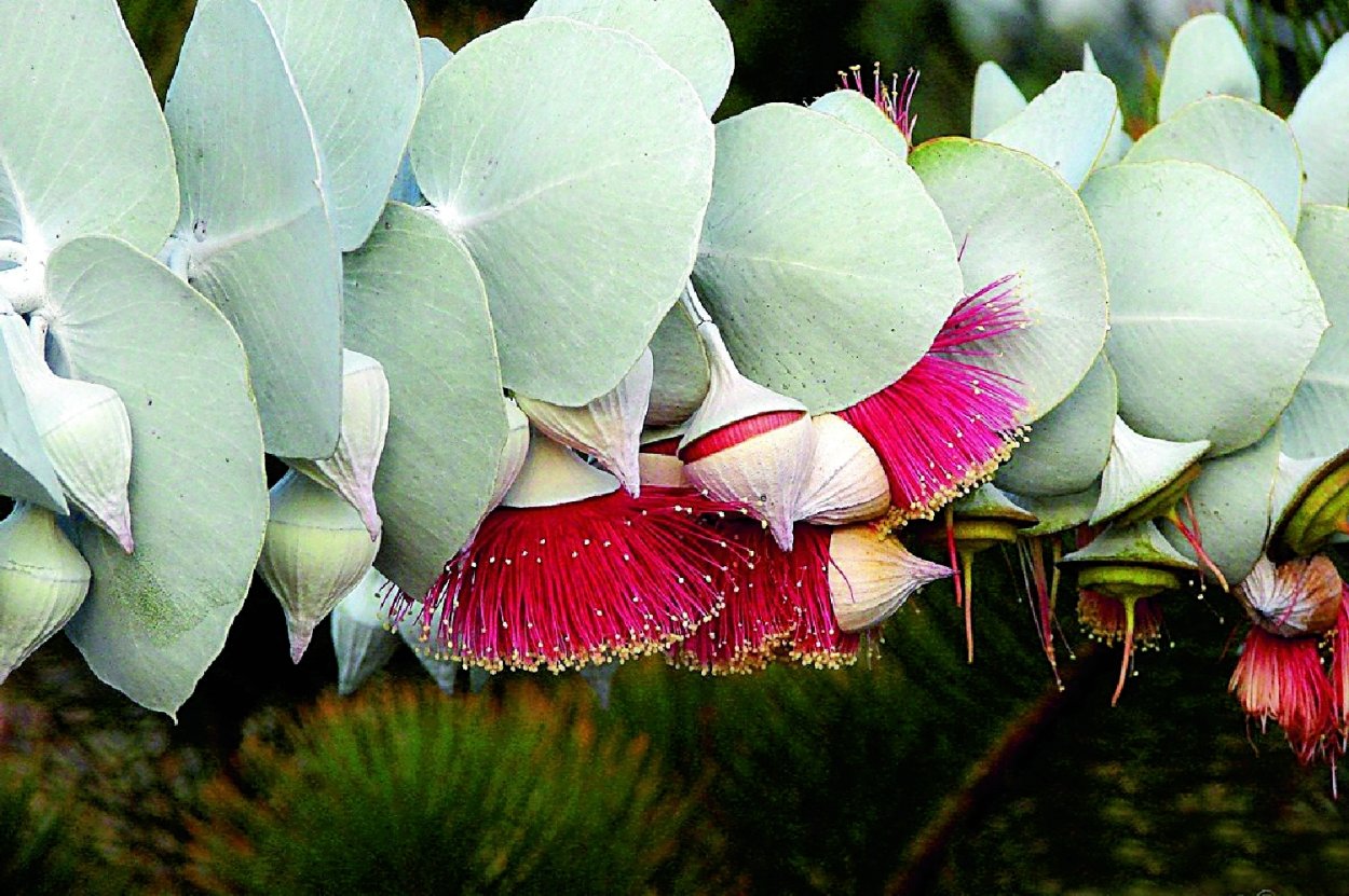 Ризантелла Гарднера