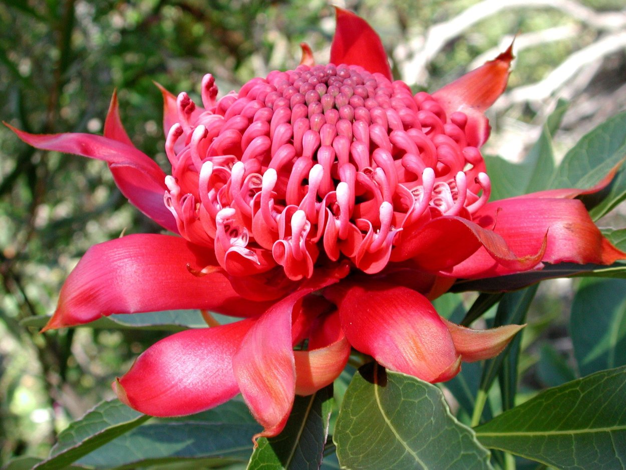 Нуитсия Австралия