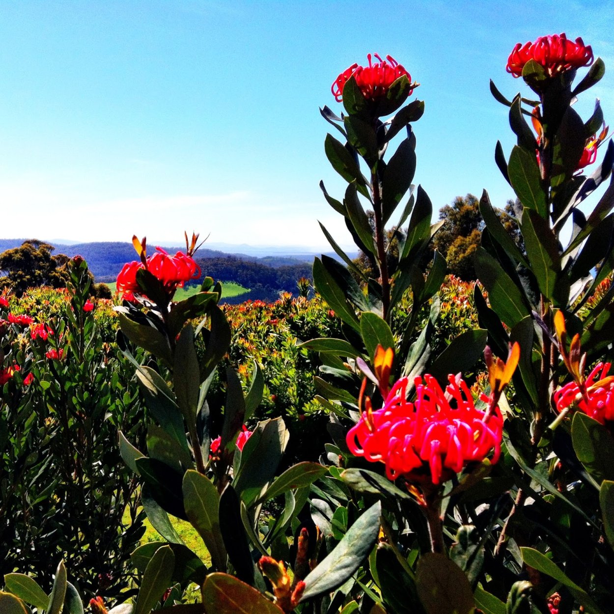 Телопея монгенсис