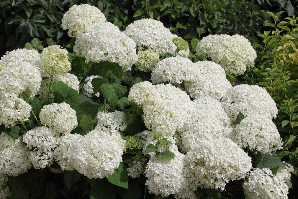 Гортензия Стронг Анабель