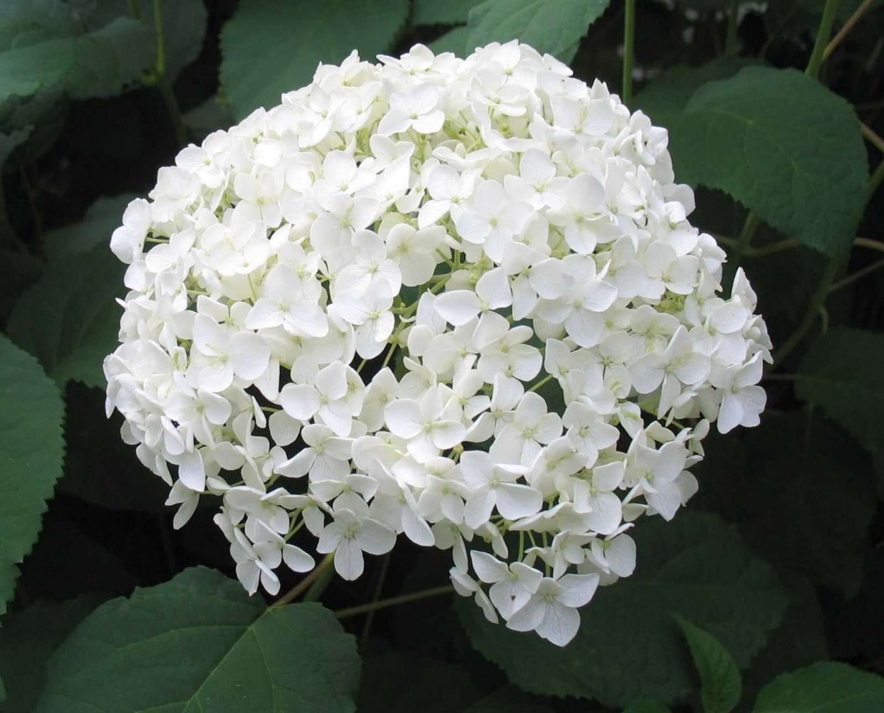 Гортензия древовидная Hayes Starburst