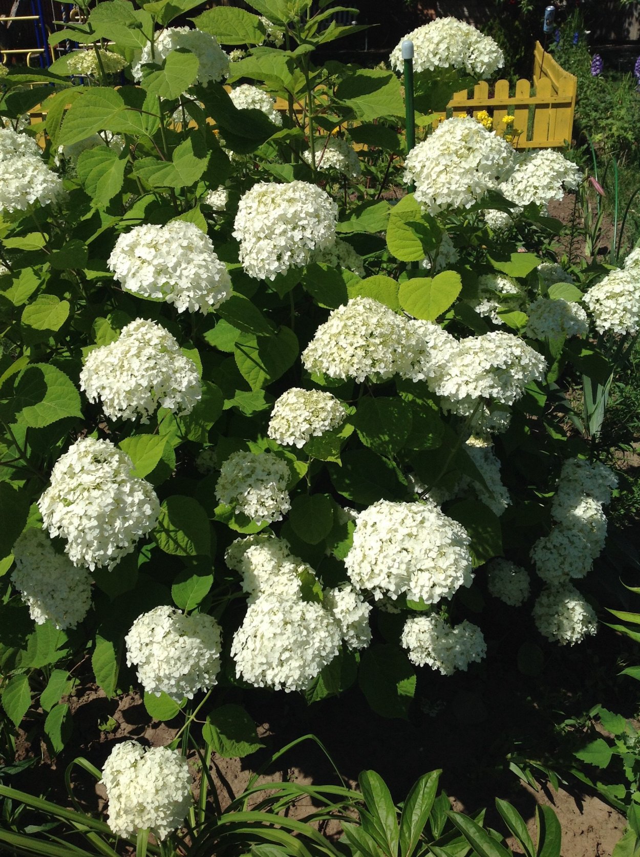 Гортензия Стронг Анабель