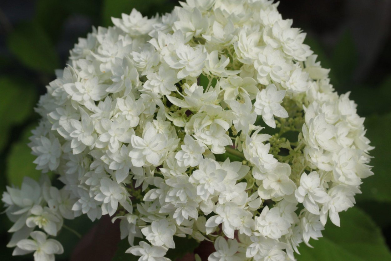 Гортензия Анабель