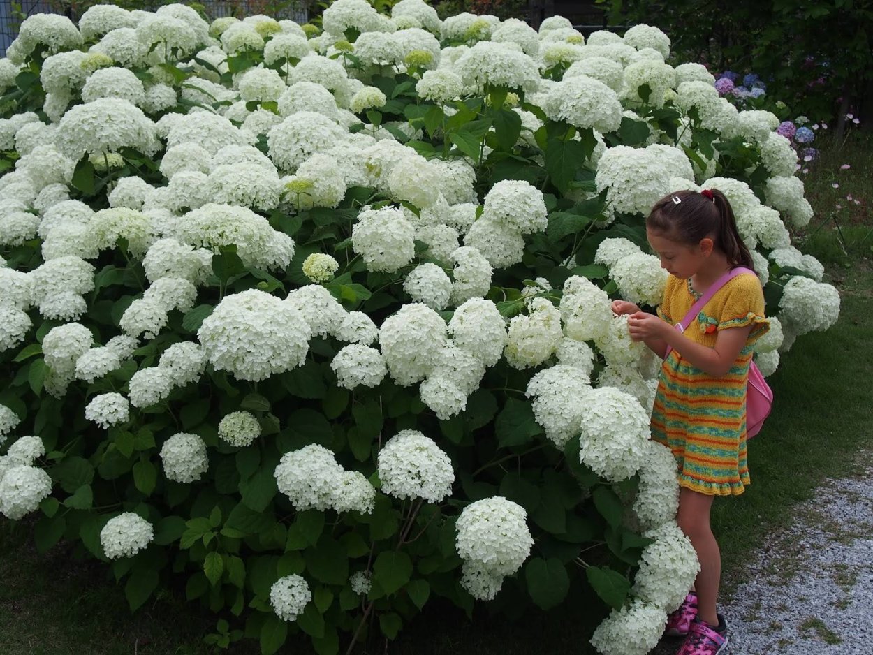 Гортензия древовидная Стронг Аннабель
