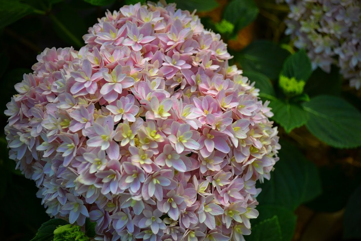 Гортензия Дабл Анабель