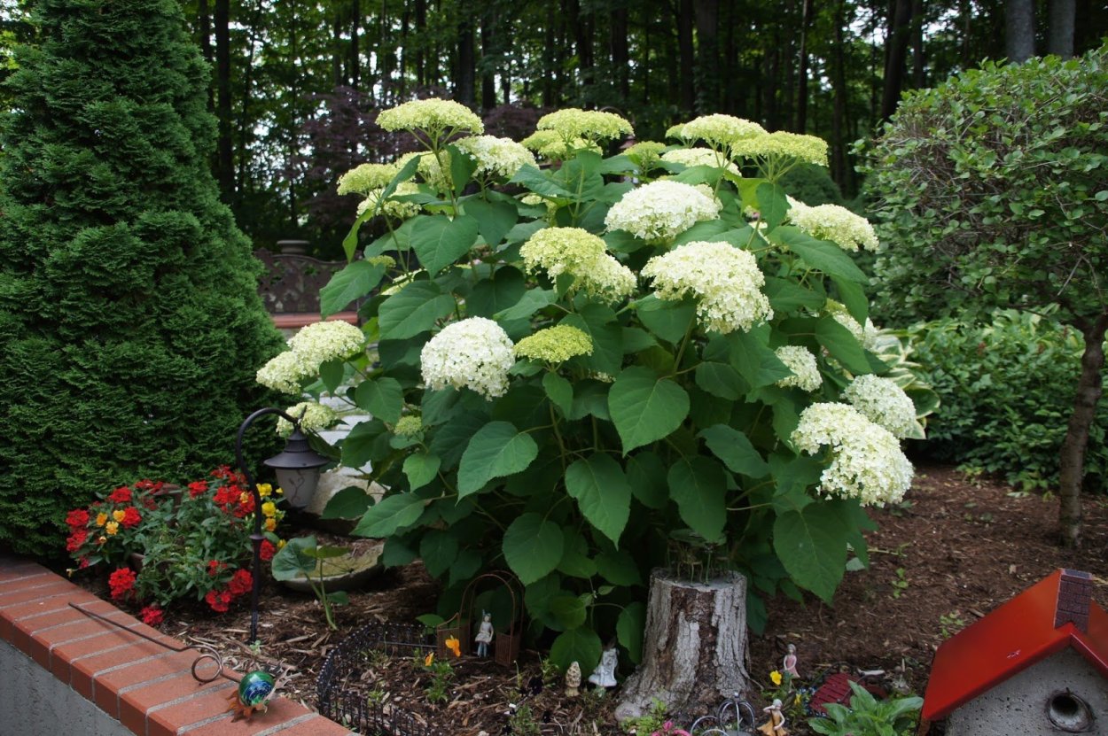 Гортензия древовидная старберст