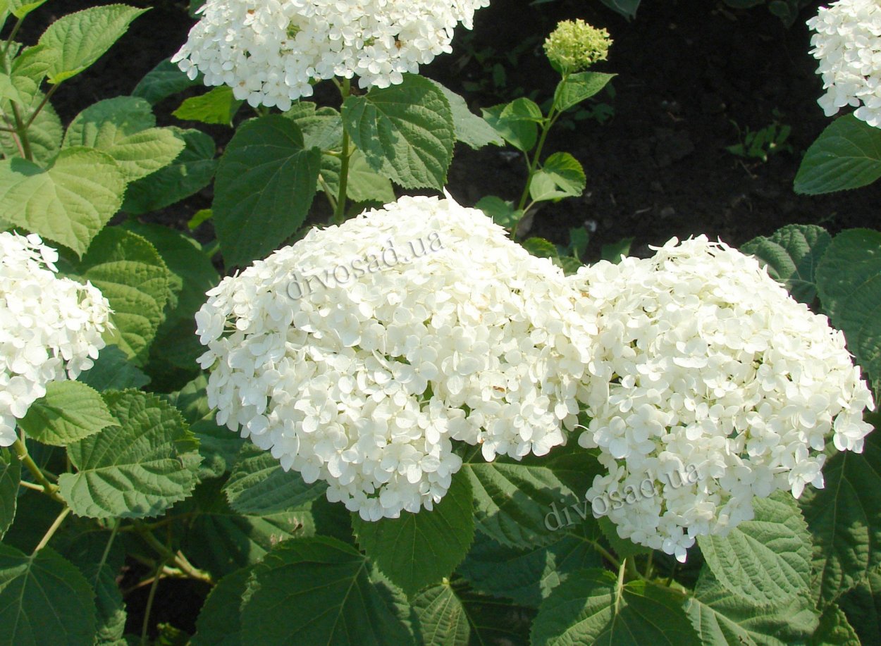 Гортензия древовидная Стронг Аннабель