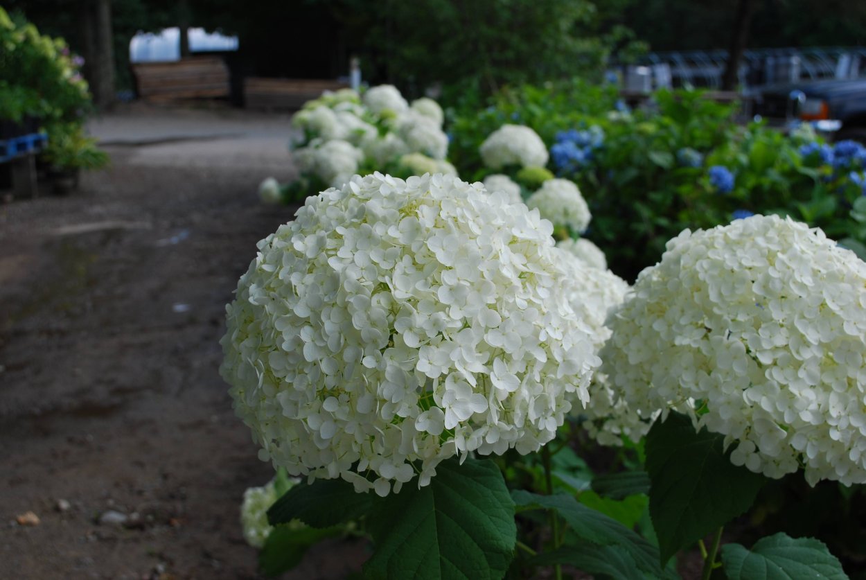 Гортензия Дабл Анабель