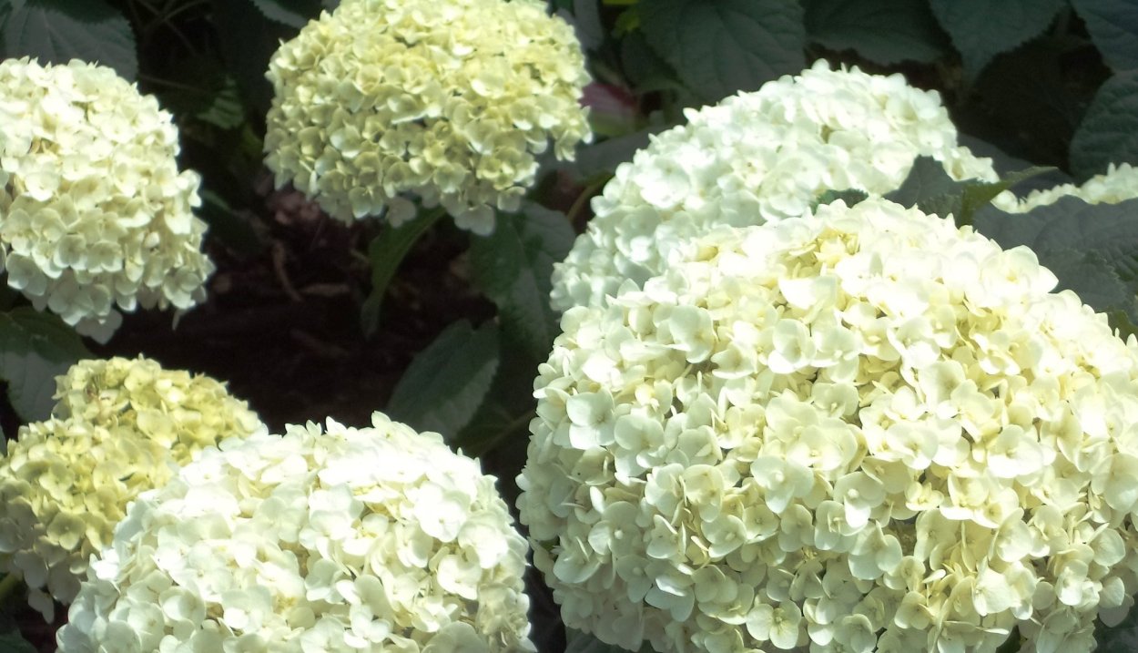 Гортензия Дабл Анабель