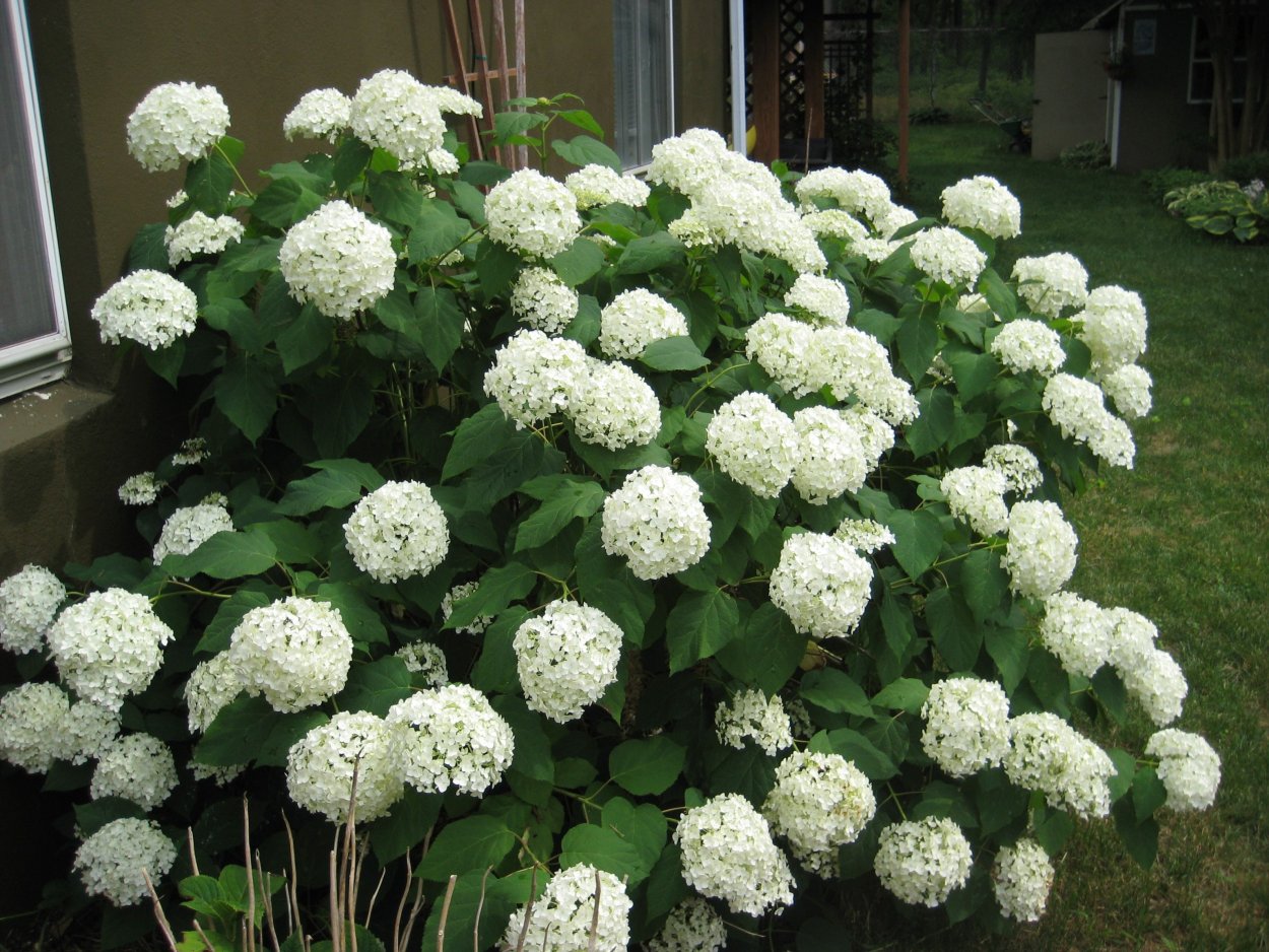 Гортензия древовидная Белла Анна