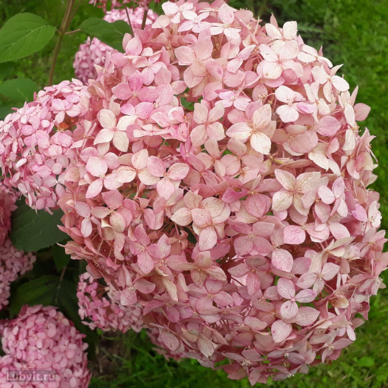 Гортензия Фантом Анабель