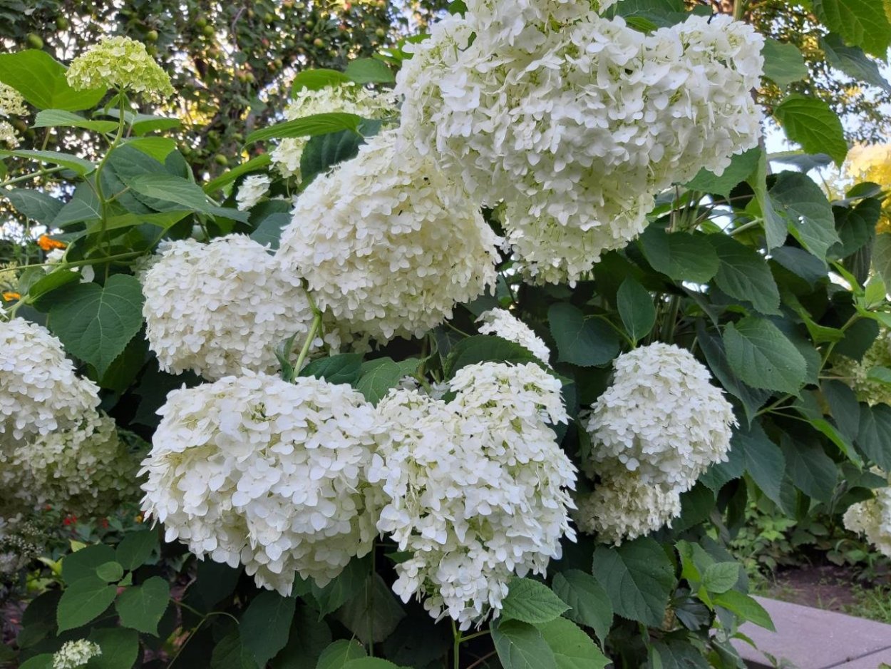 Гортензия Стронг Анабель древовидная