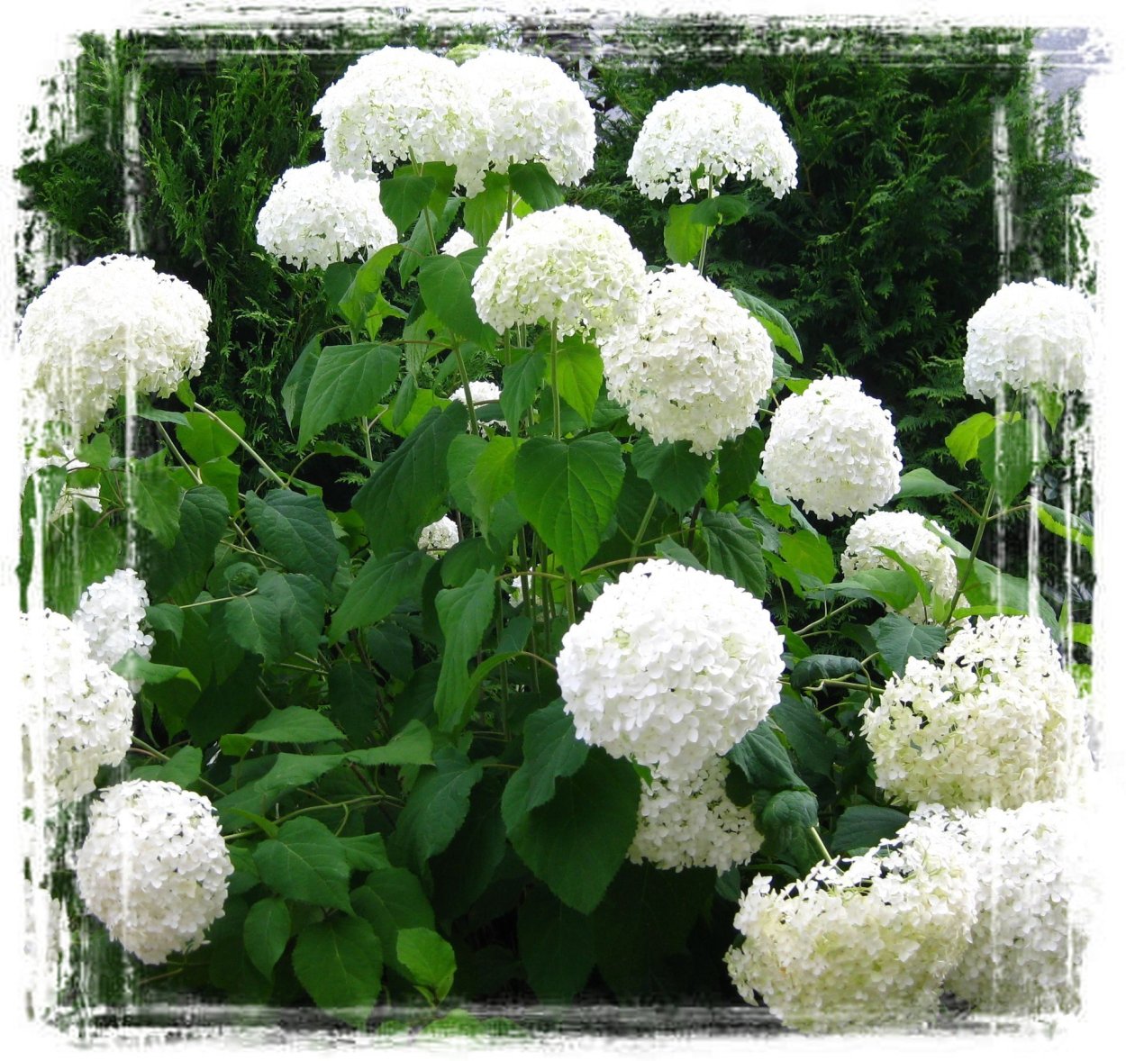 Гортензия древовидная Аннабель