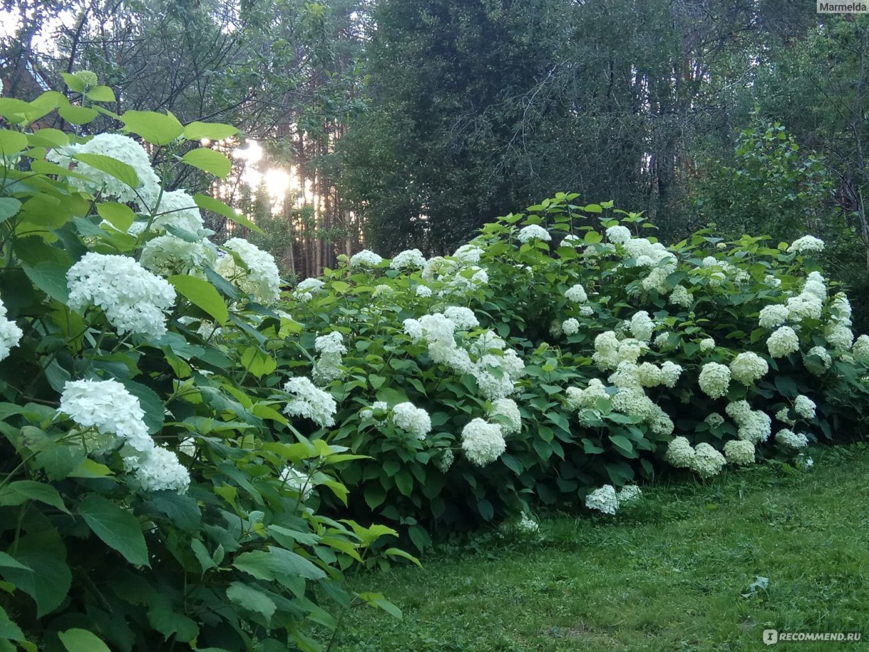 Саженцы гортензии в Ульяновске