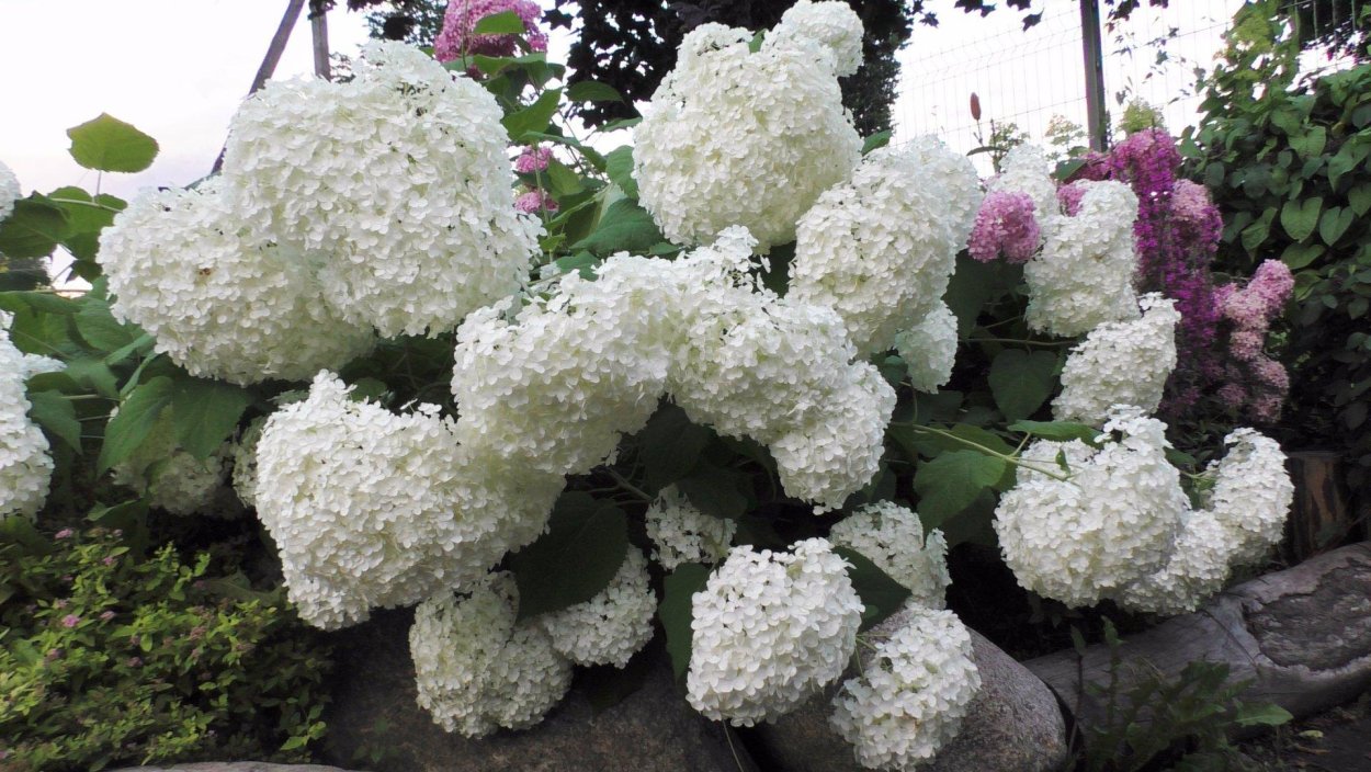 Гортензия Стронг Анабель