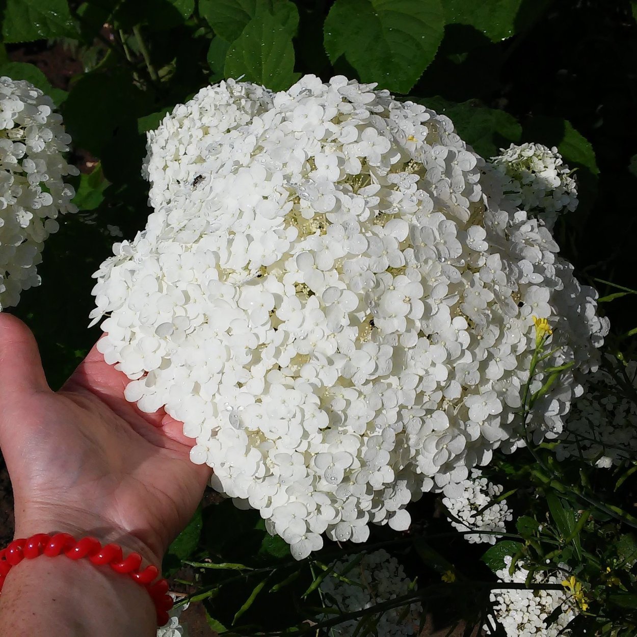 Гортензия древовидная Аннабель