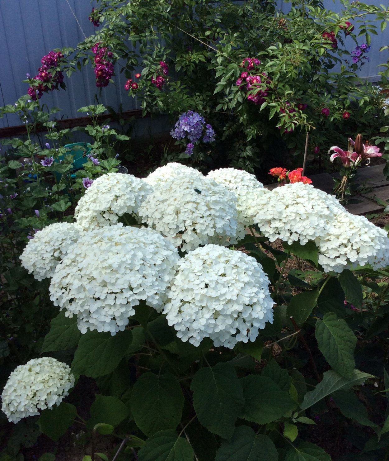 Гортензия Дабл Анабель