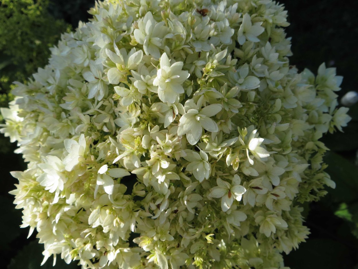 Гортензия Инкредибол Стронг Аннабель