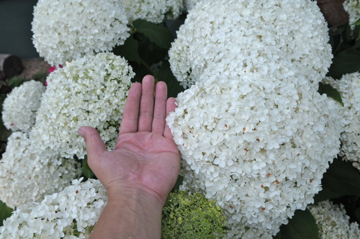 Гортензия метельчатая Хайес старберст